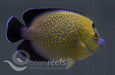 Gold Flake Angelfish - Ocean Reefs Marine Aquariums
