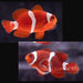 Gold Stripe Maroon Clownfish - Ocean Reefs Marine Aquariums