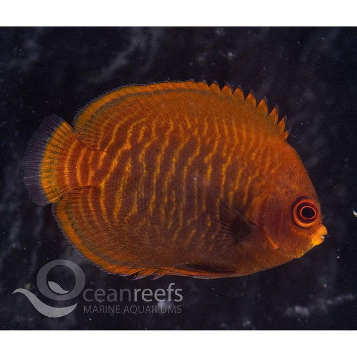 Golden Angelfish - Ocean Reefs Marine Aquariums