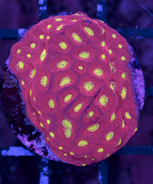 Golden Eye Warcoral Frag - Ocean Reefs Marine Aquariums