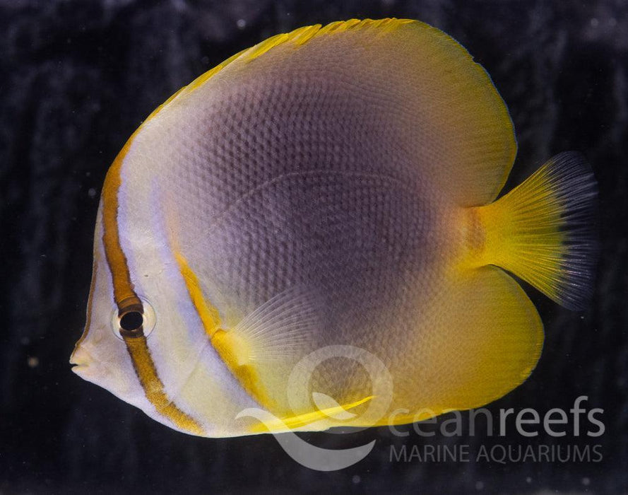 Golden Heart Butterfly - Ocean Reefs Marine Aquariums