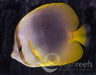 Golden Heart Butterfly - Ocean Reefs Marine Aquariums