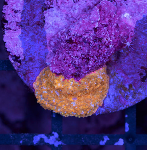 Golden Morph Single Polyp - Ocean Reefs Marine Aquariums