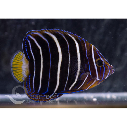 Goldtail Angelfish Juvenile - Ocean Reefs Marine Aquariums