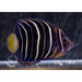 Goldtail Angelfish Juvenile - Ocean Reefs Marine Aquariums