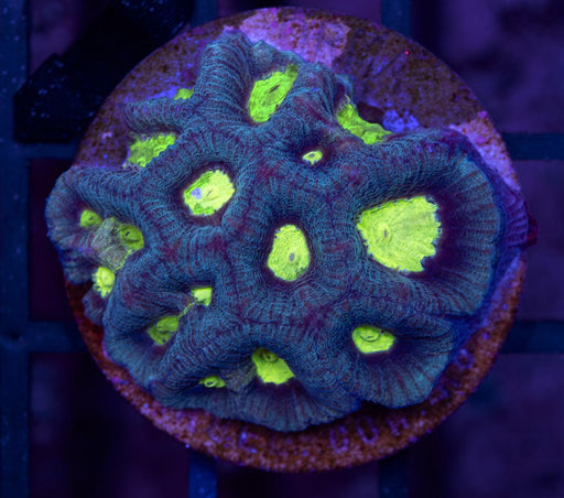 Green Eye Favites Frag - Ocean Reefs Marine Aquariums