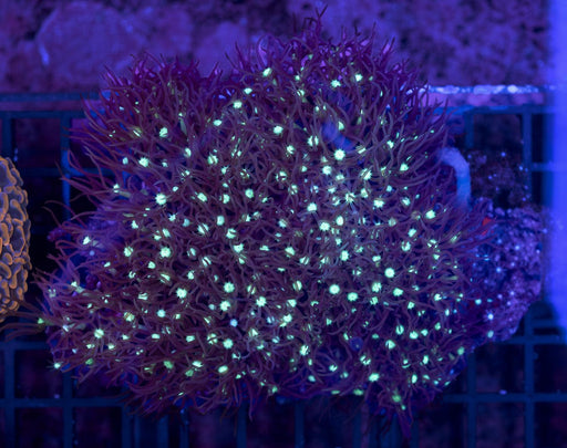 Green Eye Organ Pipe Coral 3" - Ocean Reefs Marine Aquariums