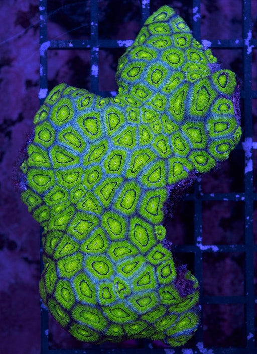 Green Micromussa 3" - Ocean Reefs Marine Aquariums