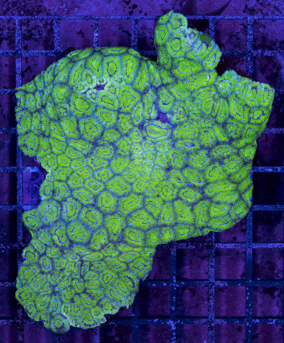 Green Micromussa 4" - Ocean Reefs Marine Aquariums