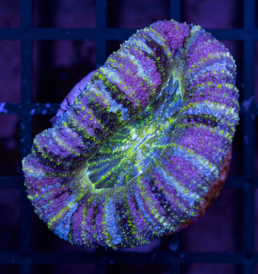 Green Micromussa Pacifica Small - Ocean Reefs Marine Aquariums