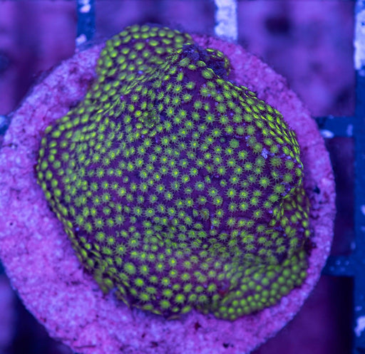 Green Porites Frag - Ocean Reefs Marine Aquariums
