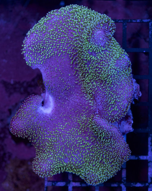 Green Sarcophyton 3" - Ocean Reefs Marine Aquariums