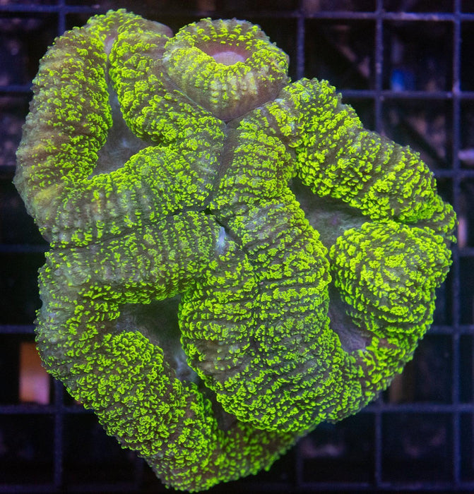 Green Speckled Lobophyllia - Ocean Reefs Marine Aquariums