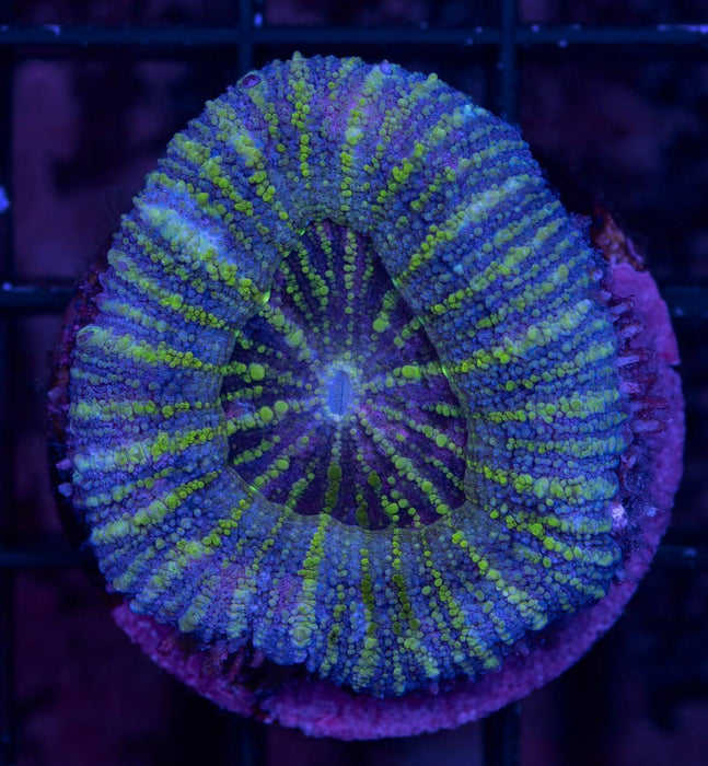 Green Streak Micromussa Pacifica - Ocean Reefs Marine Aquariums