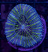 Green Streak Micromussa Pacifica - Ocean Reefs Marine Aquariums