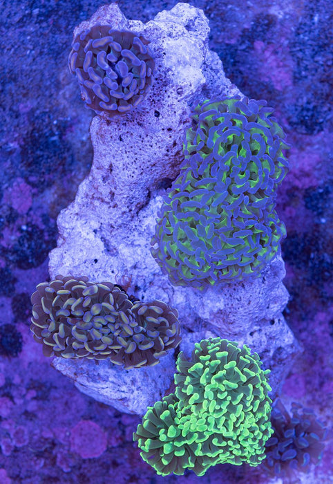 Hammer Garden 7” - Ocean Reefs Marine Aquariums