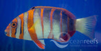 Harlequin tuskfish - Ocean Reefs Marine Aquariums