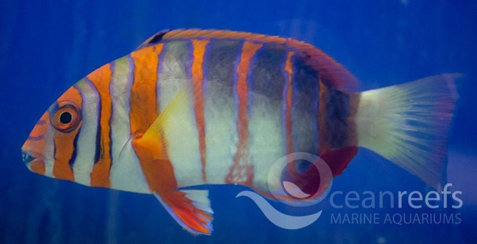 Harlequin tuskfish - Ocean Reefs Marine Aquariums
