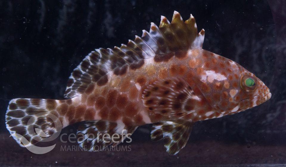 Honeycomb Cod - Ocean Reefs Marine Aquariums