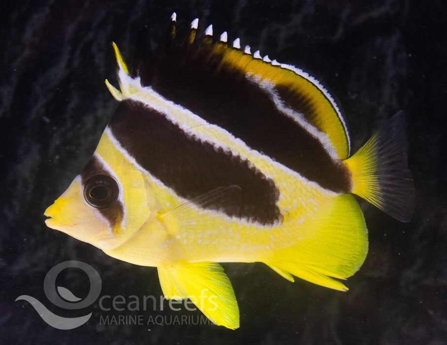 Indian Butterfly - Ocean Reefs Marine Aquariums