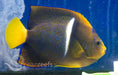 King Angelfish (Adult) - Ocean Reefs Marine Aquariums