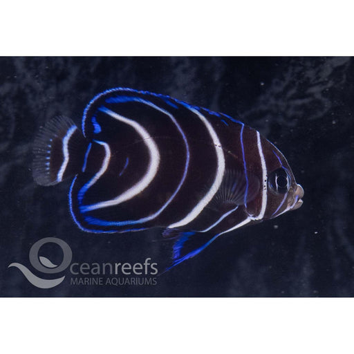 Koran Angelfish (Juvenile) - Ocean Reefs Marine Aquariums
