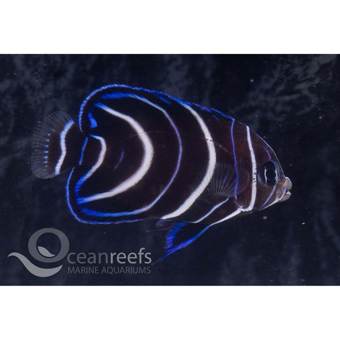 Koran Angelfish (Juvenile) - Ocean Reefs Marine Aquariums