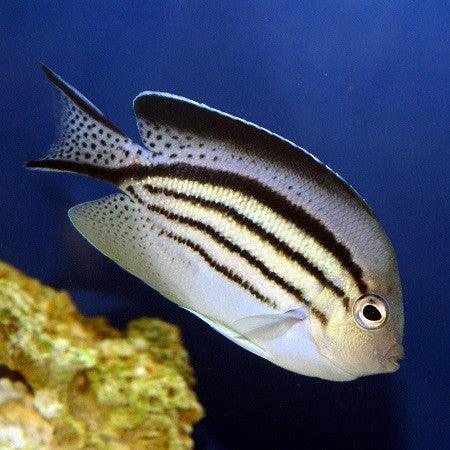 Lamarcks Angelfish (Female) - Ocean Reefs Marine Aquariums