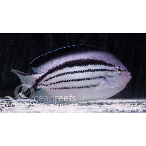 Lamarcks Angelfish (Male) - Ocean Reefs Marine Aquariums