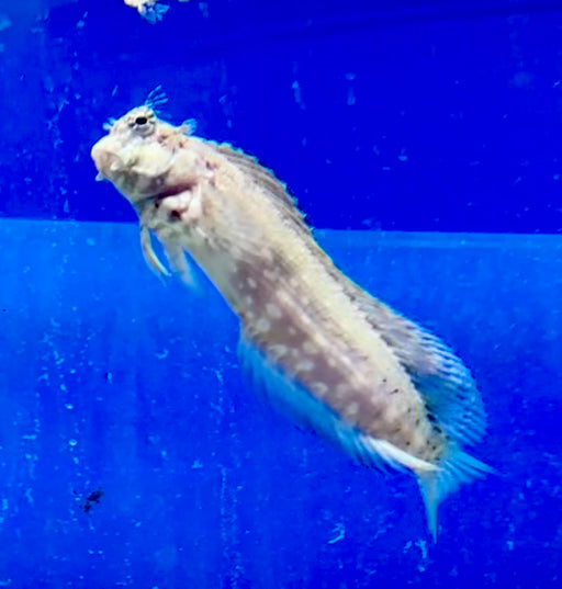 Lawnmower Blenny - Ocean Reefs Marine Aquariums