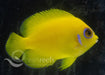 Lemon Peel Angelfish - Ocean Reefs Marine Aquariums