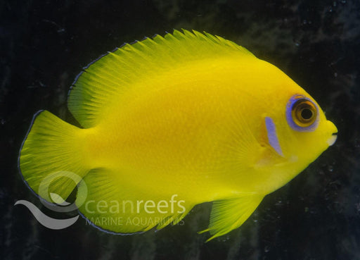 Lemon Peel Angelfish - Ocean Reefs Marine Aquariums