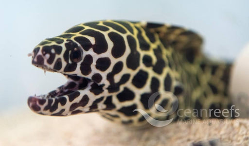 Leopard Moray Eel - Ocean Reefs Marine Aquariums