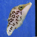 Leopard Puffer - Ocean Reefs Marine Aquariums