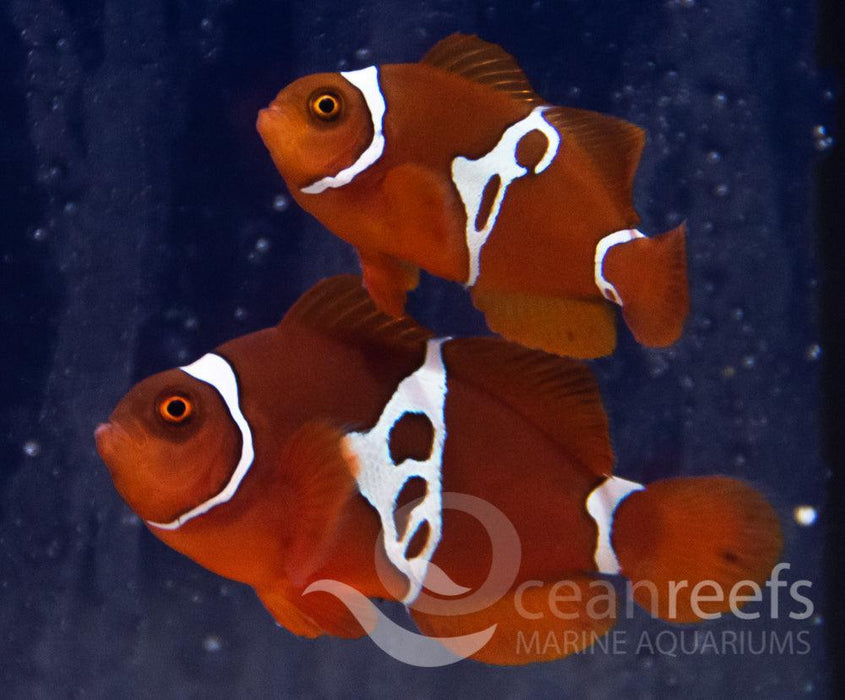 Lightning Maroon Clownfish Pair - Ocean Reefs Marine Aquariums