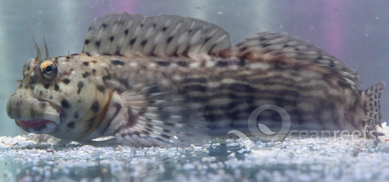 Lined Rockskipper Blenny | Ocean Reefs Marine Aquariums