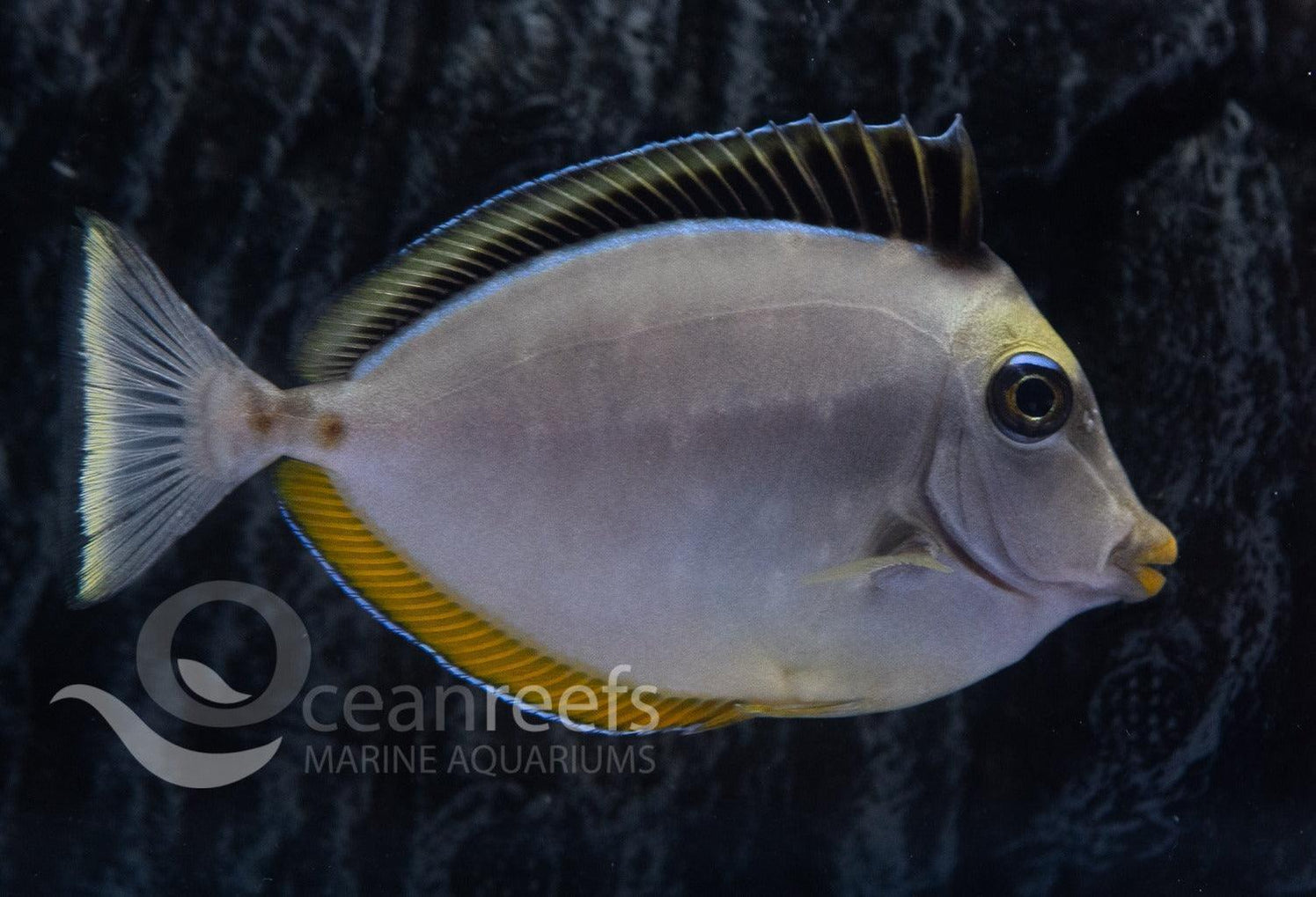 Marine Fish for Sale in Australia | Ocean Reefs Marine Aquariums