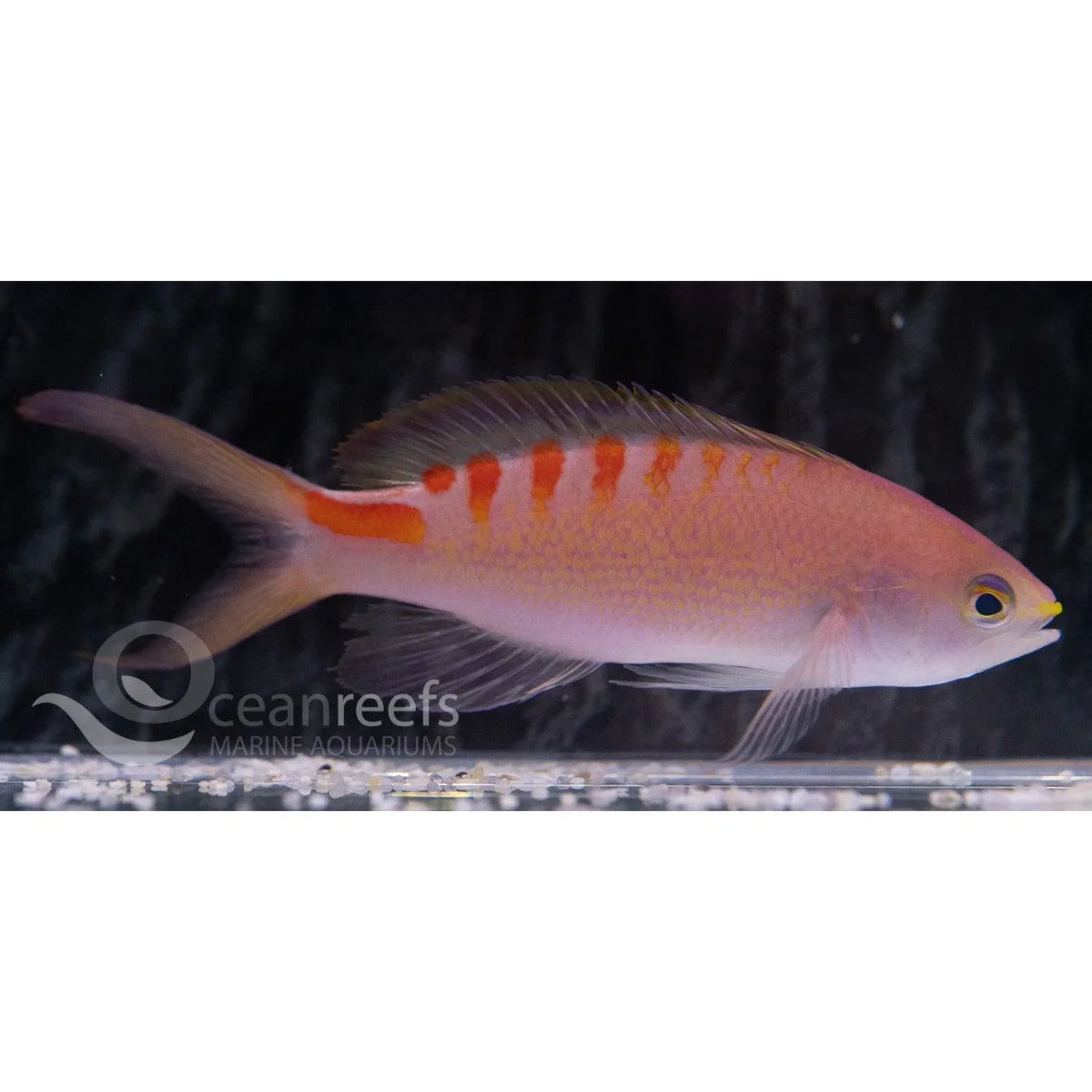 Lori Anthia | Ocean Reefs Marine Aquariums