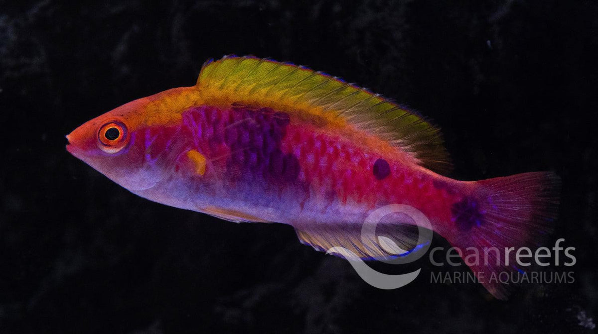 Lubbock's Fairy wrasse — Ocean Reefs Marine Aquariums