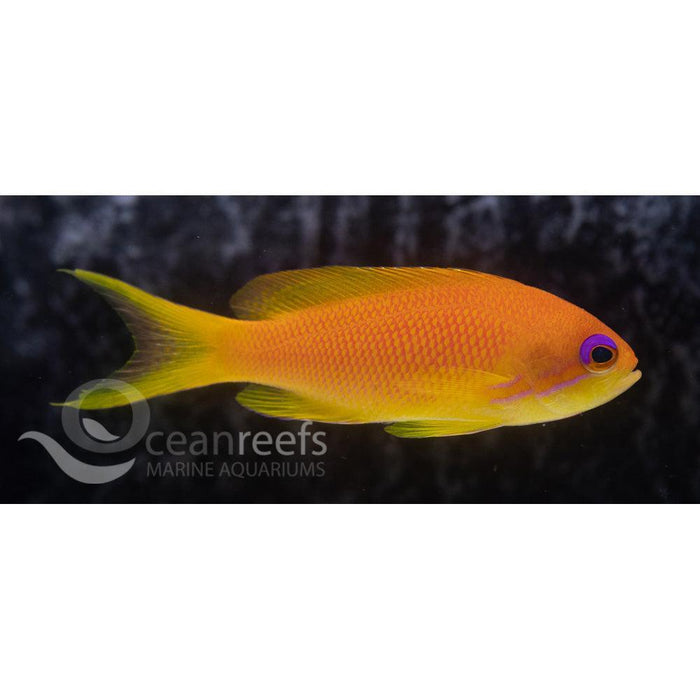 Lyretail Anthia (Female) - Ocean Reefs Marine Aquariums