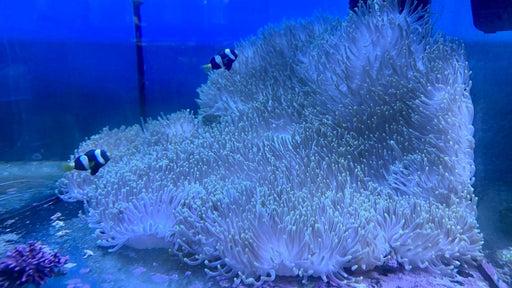 Magnifica Anemone - Ocean Reefs Marine Aquariums