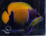 Majestic Angelfish (Adult) - Ocean Reefs Marine Aquariums