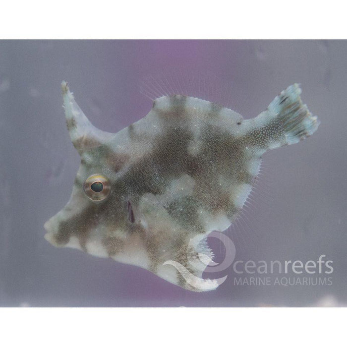 Matte Filefish Matted Filefish For Sale – Caring For The Aiptasia Eating Filefish – GIMR