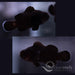 Midnight Clownfish Pair - Ocean Reefs Marine Aquariums
