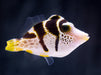 Mimic Filefish - Ocean Reefs Marine Aquariums