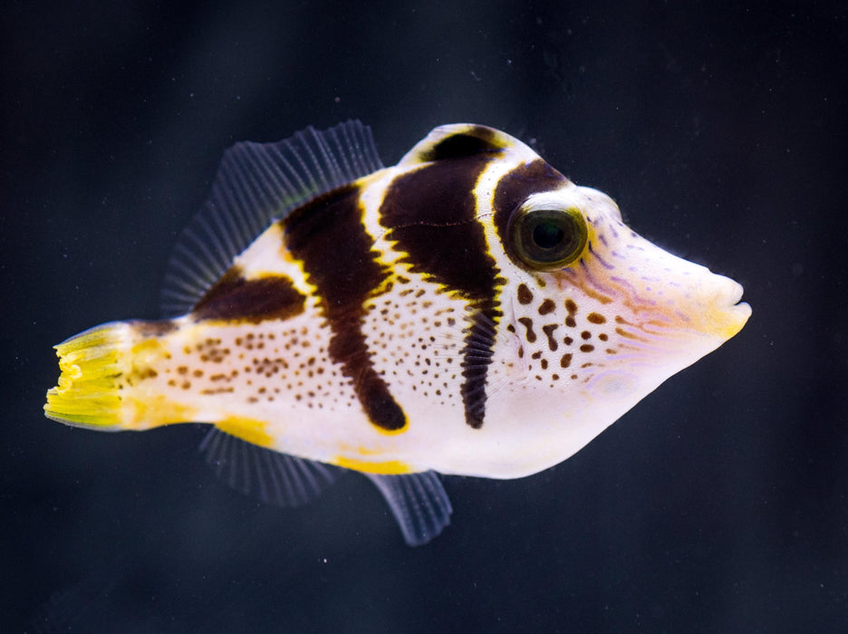 Mimic Filefish - Ocean Reefs Marine Aquariums
