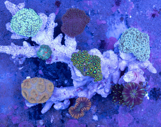 Mixed Coral Garden 10” - Ocean Reefs Marine Aquariums