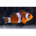 Mocha Ocellaris Clownfish - Ocean Reefs Marine Aquariums