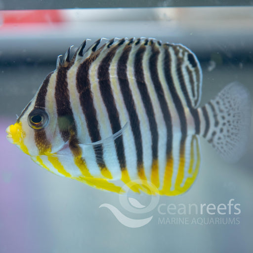 Multibar Angelfish - Ocean Reefs Marine Aquariums