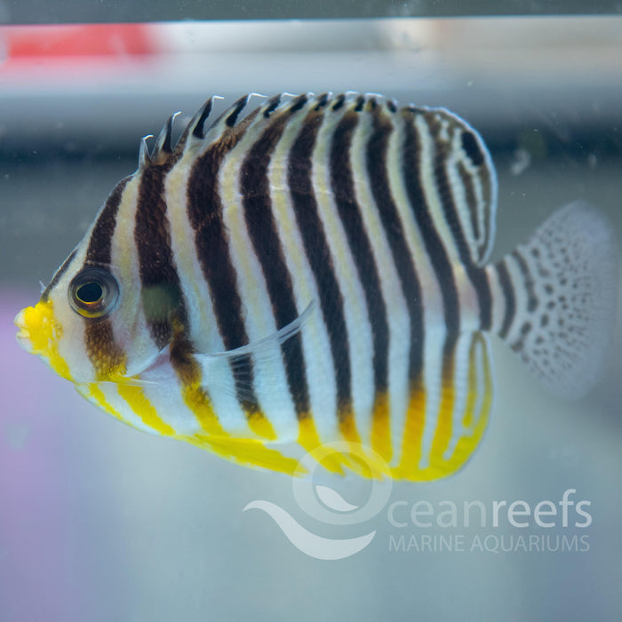 Multibar Angelfish - Ocean Reefs Marine Aquariums